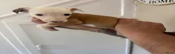Whippet dogs for sale: Gorgeous whippet puppies  - Advert 2