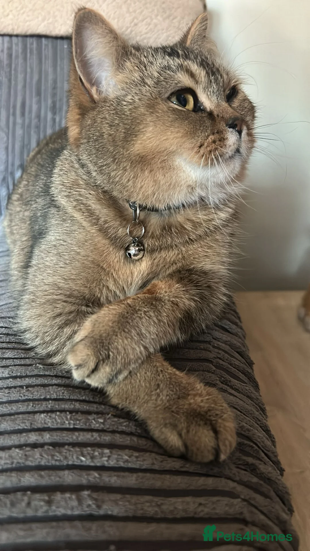 British Shorthair cats for sale: BSH cat  in Newton-le-Willows - Advert 4