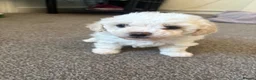 Bichon Frise dogs for sale: Puppies for sale bichon frise breed , 6 weeks old  - Advert 13