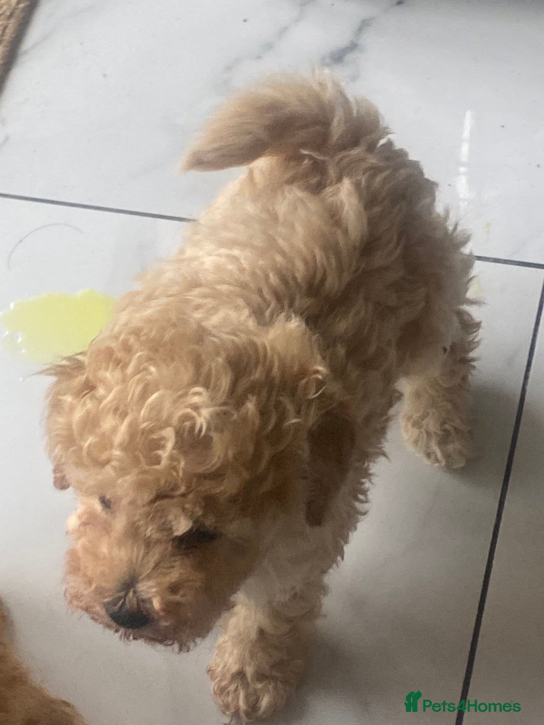 Toy Poodle dogs for sale: Male toy poodles - Image 5