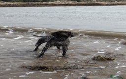 German Wirehaired Pointer dogs for stud: HUNTSTAFF STRIDER  - Image 3