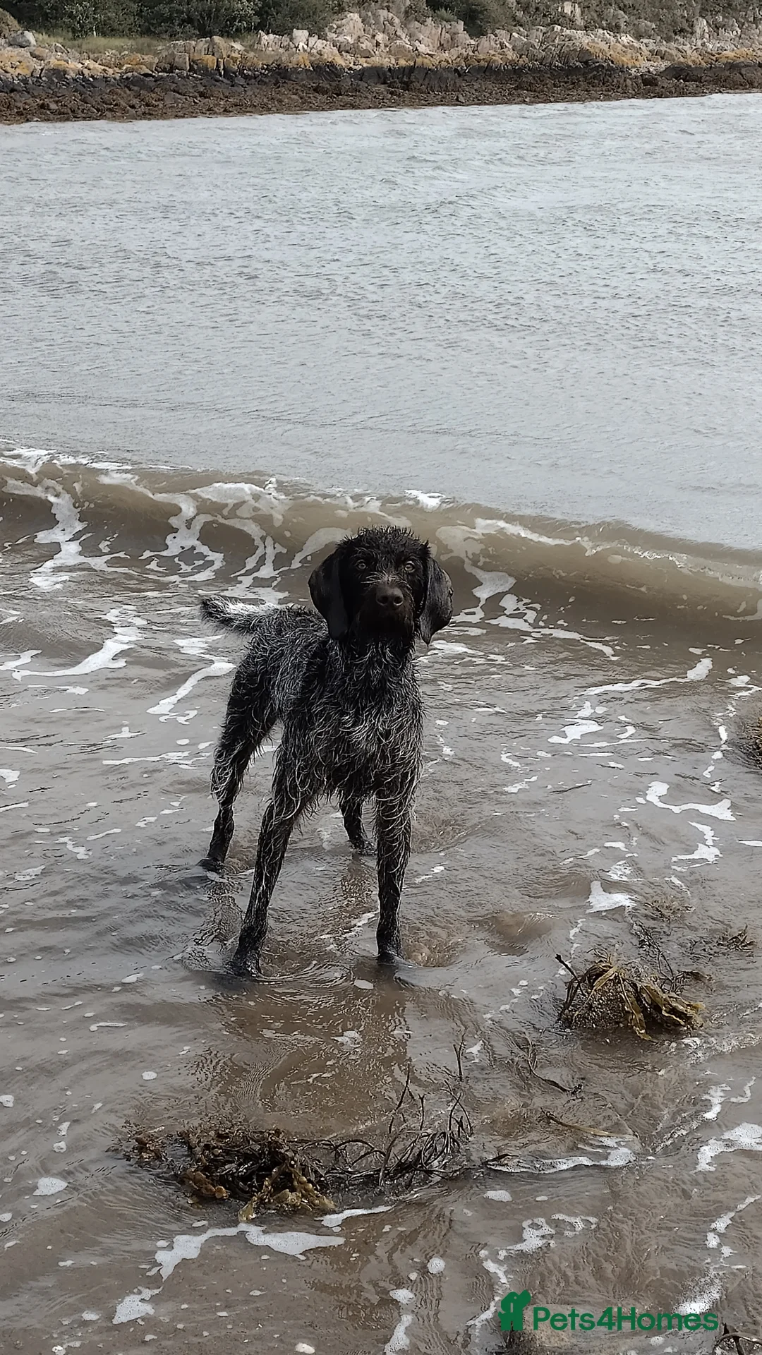 German Wirehaired Pointer dogs for stud: HUNTSTAFF STRIDER  - Advert 3