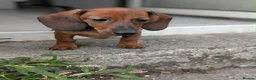 Miniature Dachshund dogs for sale: Miniature dachshund baby girl  - Advert 4