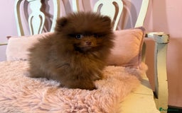 Pomeranian dogs for sale: Quality Chocolate Small Chocolate Teddy Bear - Image 4