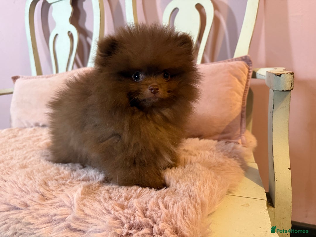 Pomeranian dogs for sale: Quality Chocolate Small Chocolate Teddy Bear - Image 4