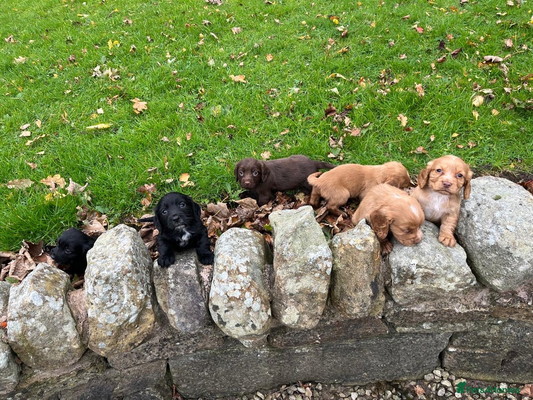 Cocker Spaniel dogs for sale: Cocker spaniel puppies  - Image 4