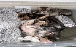Mixed Breed cats for sale: 3 beautiful tabby’s - Image 8