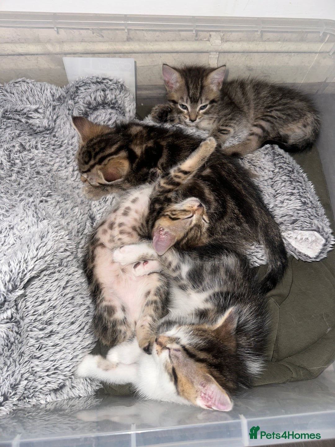 Mixed Breed cats for sale: 3 beautiful tabby’s - Image 8