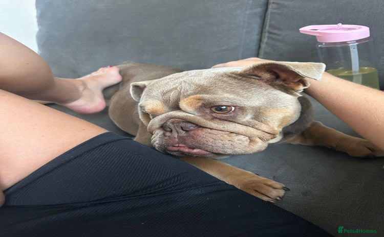 English Bulldog dogs - Advert 15