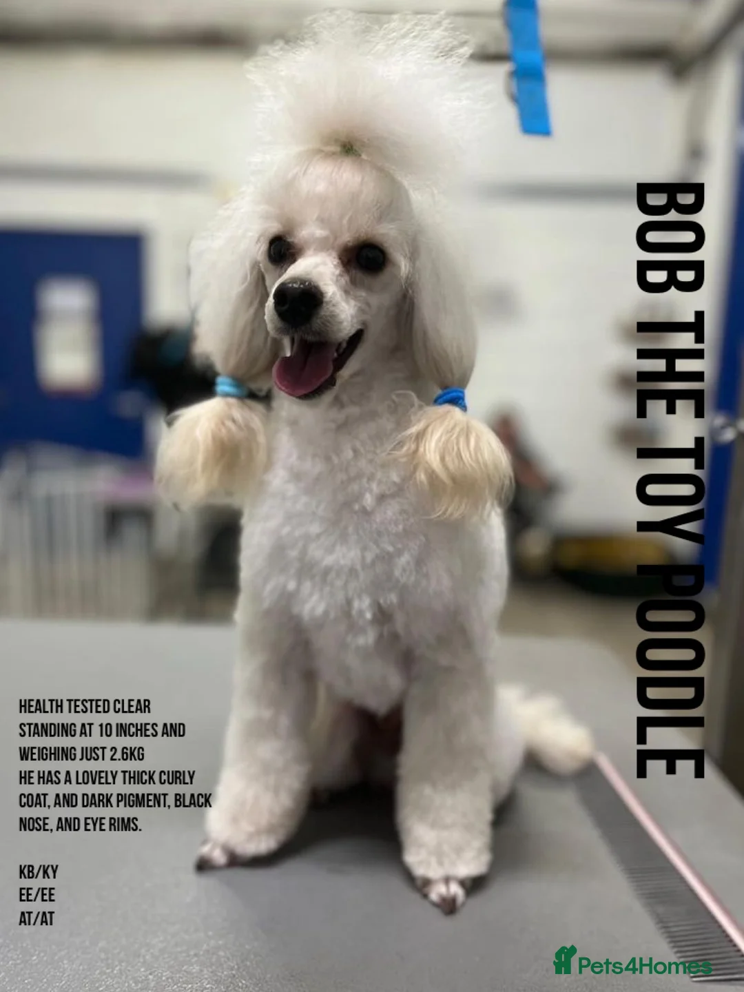 Toy Poodle dogs for stud: 💚Tiny Bob the Toy Poodle💚 For stud  in Hoddesdon - Advert 2