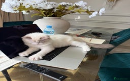 Ragdoll cats for sale: Beautiful white kitten for sale - Image 4