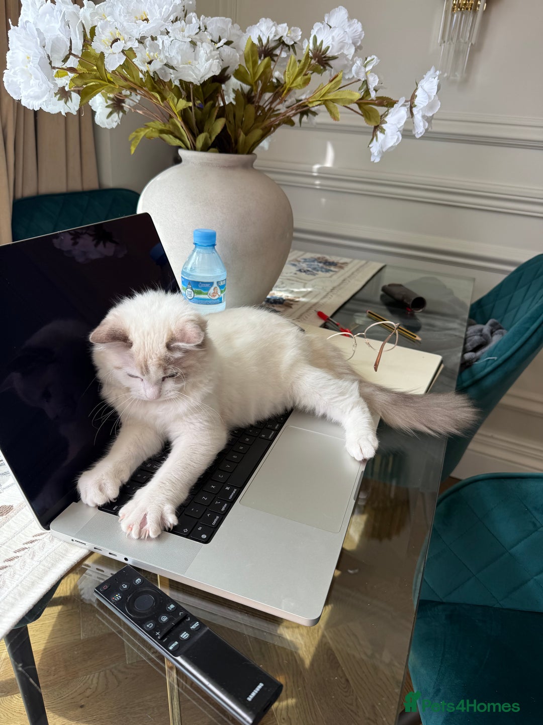 Ragdoll cats for sale: Beautiful white kitten for sale - Image 4
