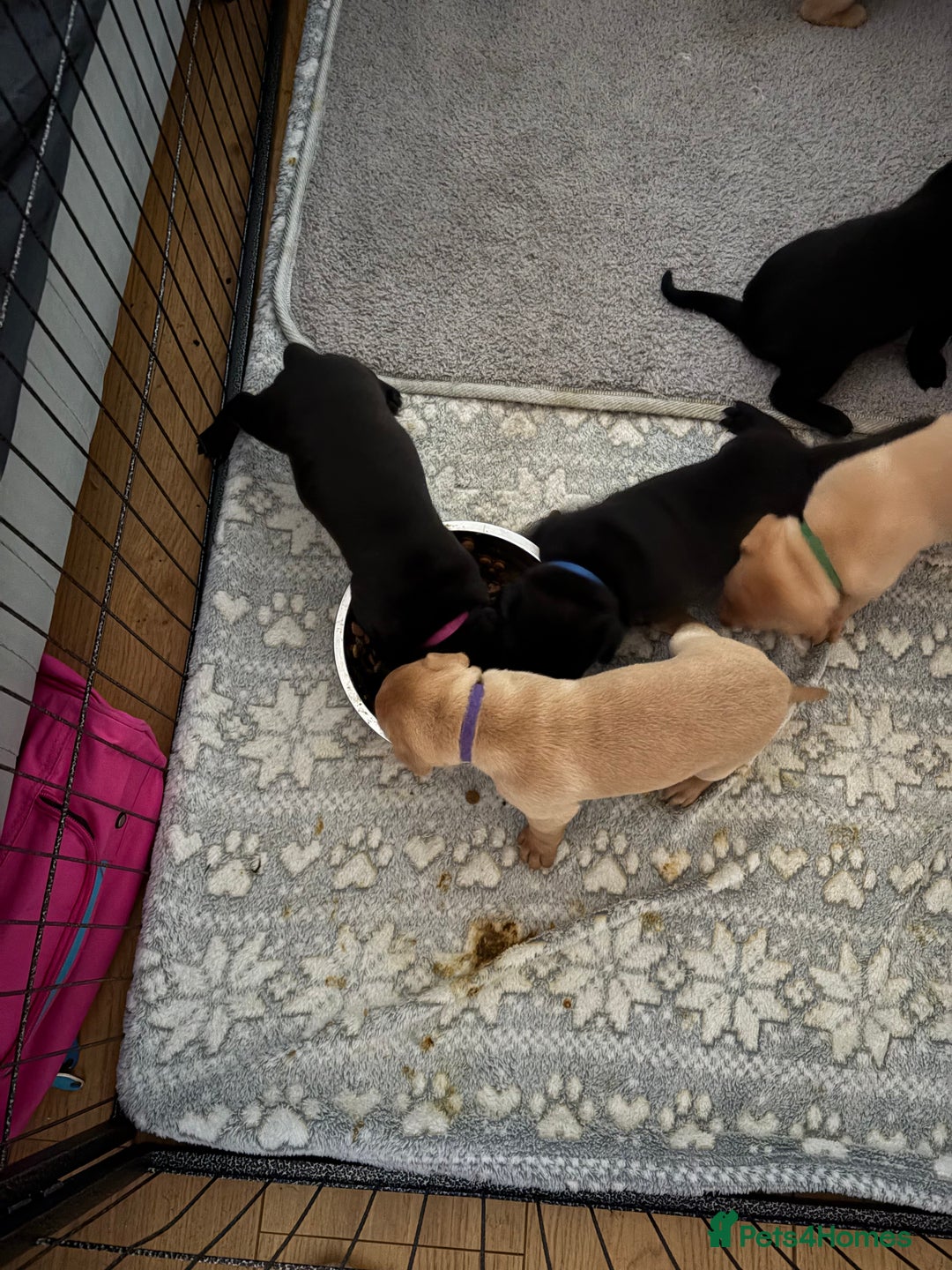 Mixed Breed dogs for sale: Beautiful Labrador x staffy puppies - Advert 6