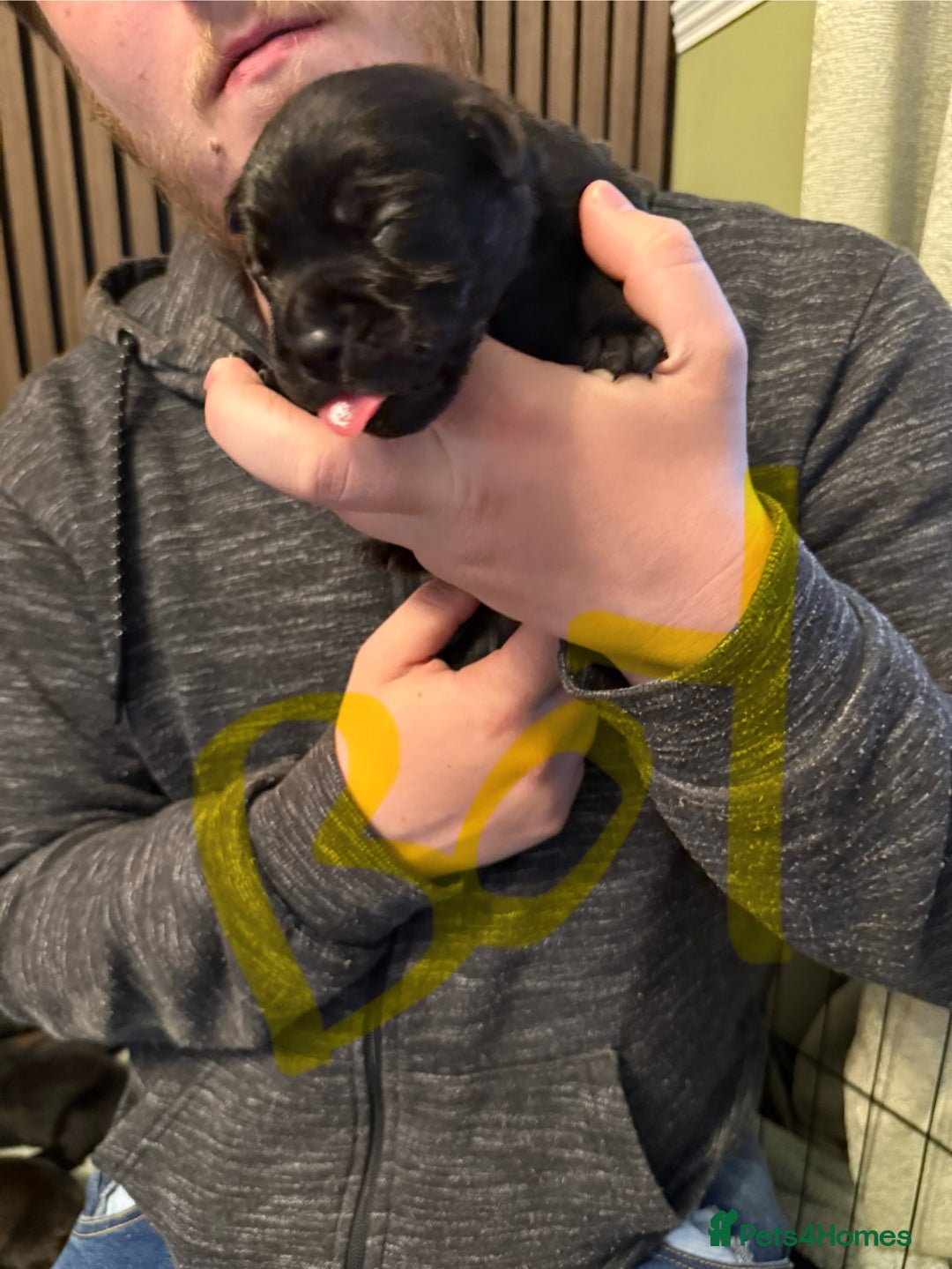 Mixed Breed dogs for sale: Mastador pups - Image 16