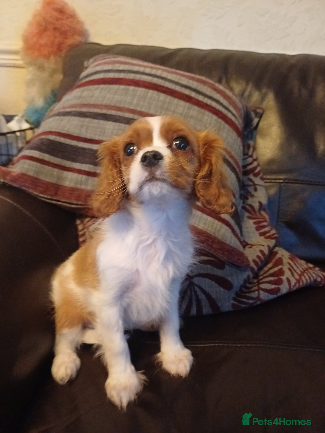 Cavalier King Charles Spaniel dogs for sale: READY kc, health tested girl - Image 8