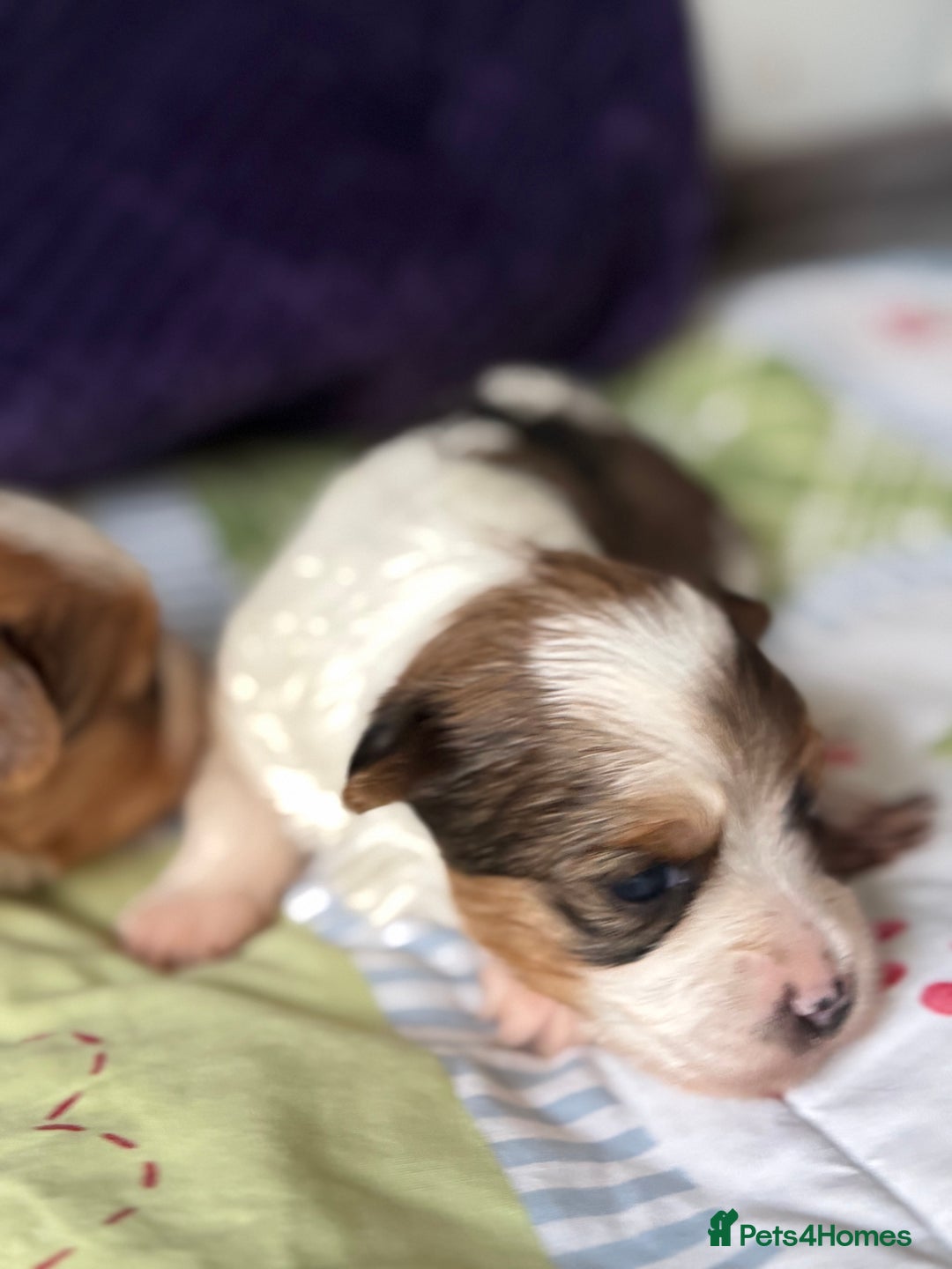 Yorkshire Terrier dogs for sale: Adorable Health Tested Coloured Yorkies (Biewer)  - Advert 10