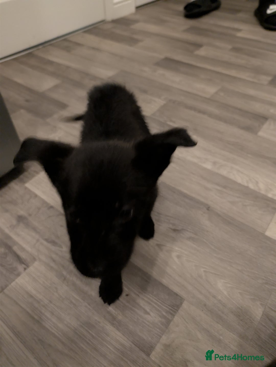 Mixed Breed dogs for sale: German shepherd X cane corso pups for sale  - Advert 17