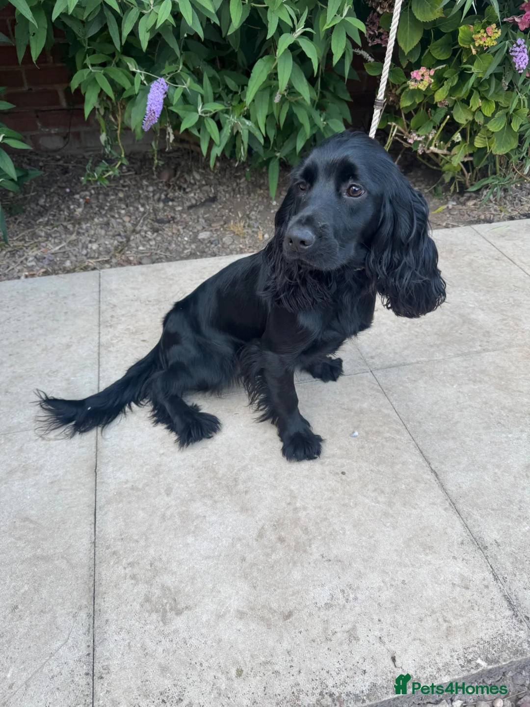 Cocker Spaniel dogs for sale: Cocker spaniel girls - Advert 2