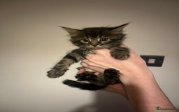 Mixed Breed cats for sale: Kittens ready to go! - Advert 12