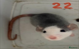 Rat rodents for sale: Mixed baby rats  - Image 22
