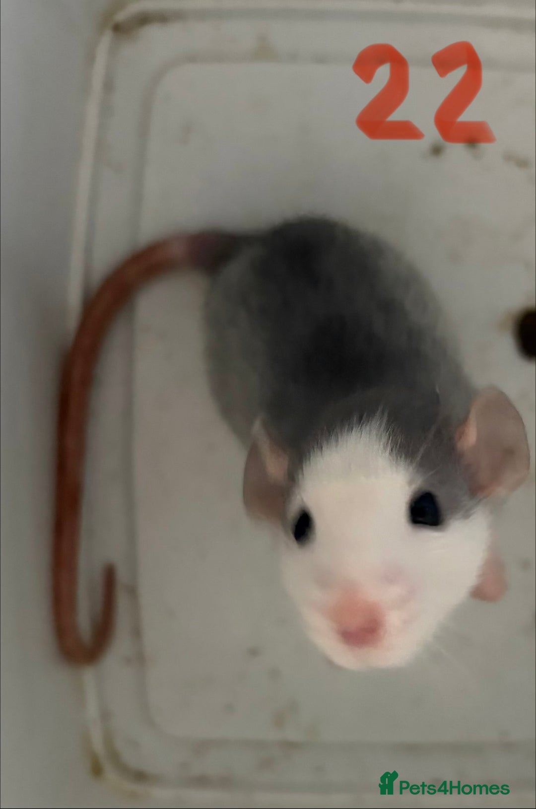 Rat rodents for sale: Mixed baby rats  - Image 22