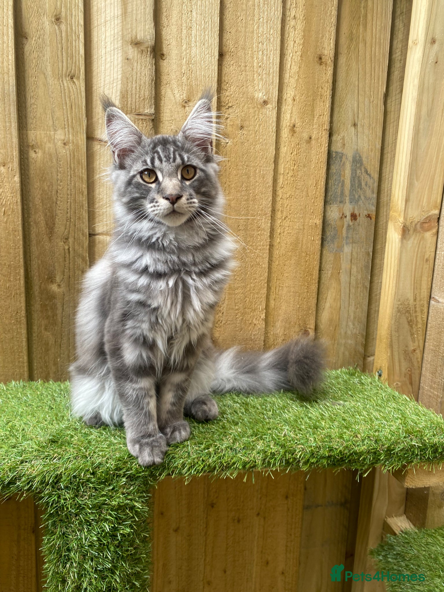 Maine Coon cats for sale: Tica boys available  - Advert 12