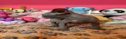 Sphynx cats for sale: Beautiful Sphynx Kittens – Ready 5th October - Advert 5