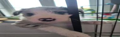 FRANKIE
