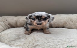 Miniature Dachshund dogs for sale: KC Long Haired Cream Carriers Miniature Dachshunds - Image 26