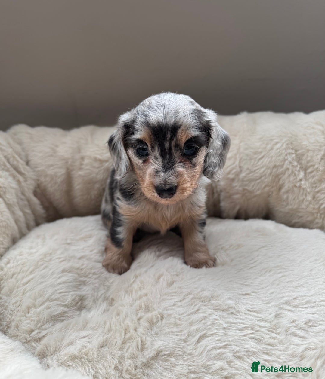 Miniature Dachshund dogs for sale: KC Long Haired Cream Carriers Miniature Dachshunds - Image 26