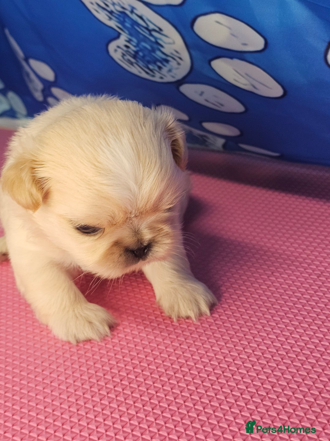 Shih Tzu dogs for sale: Pedigree smallest possible size Shih Tzu - Advert 4