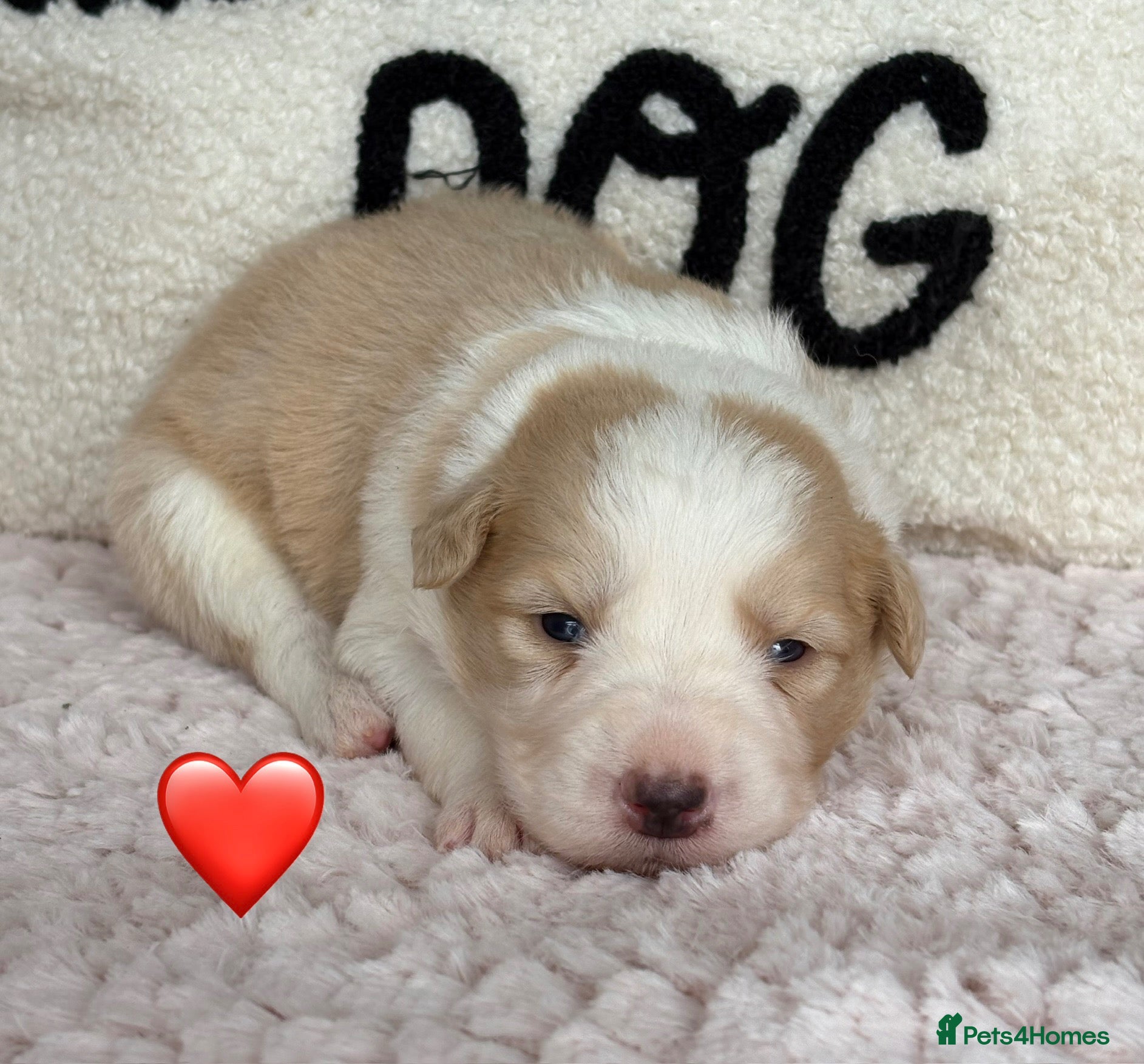 Border Collie dogs Outstanding KC Show Border Collie Puppies - Advert 2