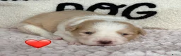 Border Collie dogs for sale: Outstanding KC Show Border Collie Puppies - Advert 5