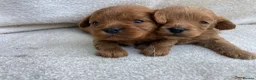Cavapoo dogs for sale: F1 MVD Health Tested Cavapoo Puppies  - Advert 7