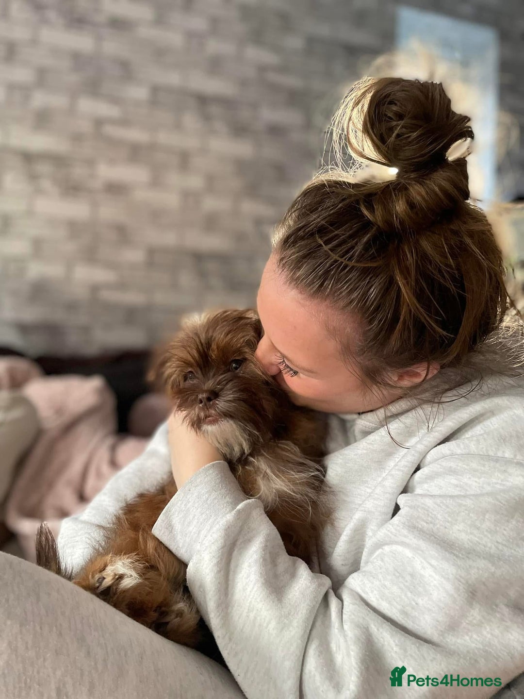 Mixed Breed dogs for sale: Gentle, Child-Friendly Dog Seeking a Loving Home - Advert 16