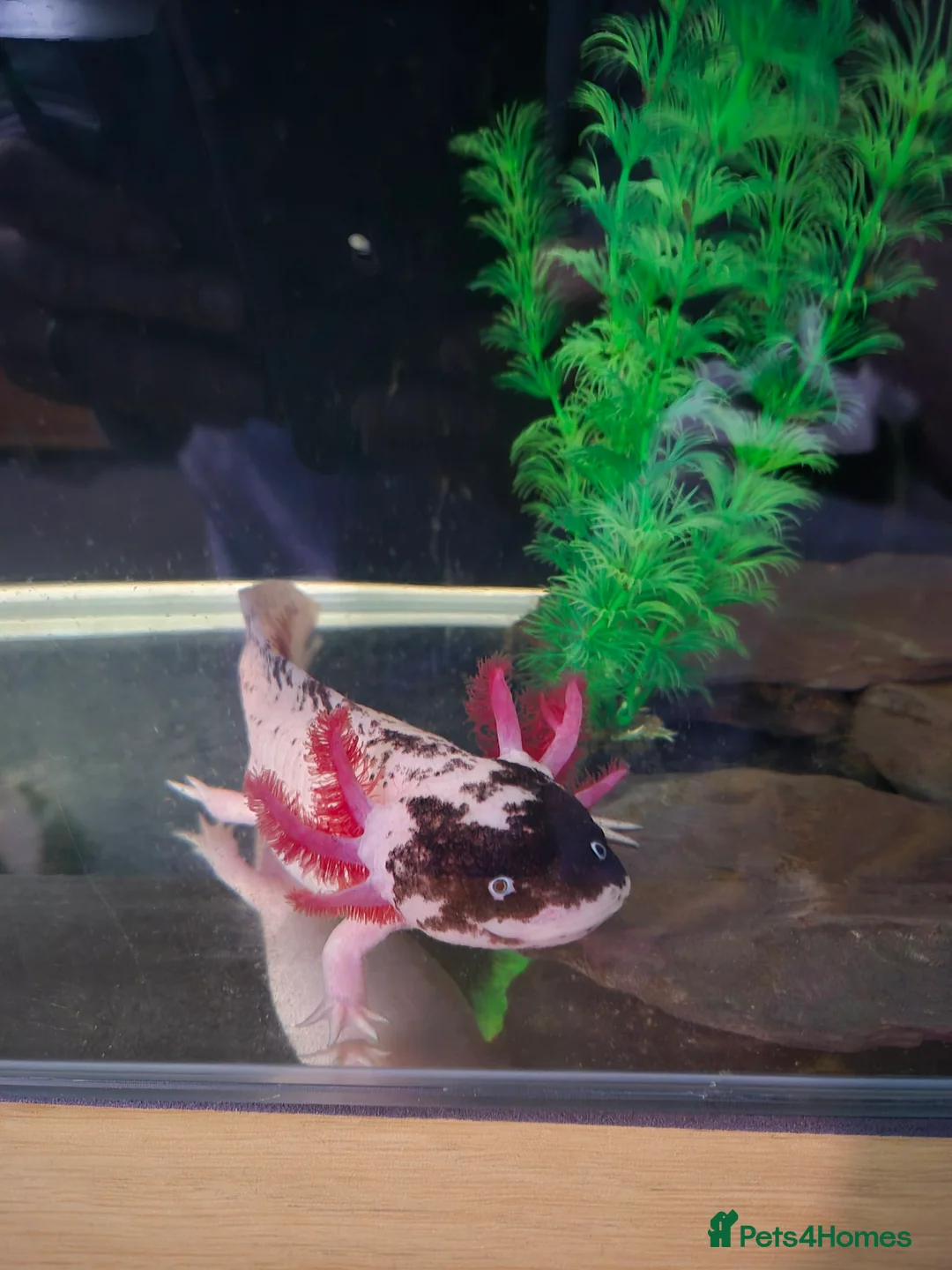 Axolotl reptiles for sale: Piebald Leucistic Axolotl  - Advert 2