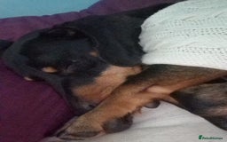 Dachshund dogs for sale: Rolo AJ  - Image 3