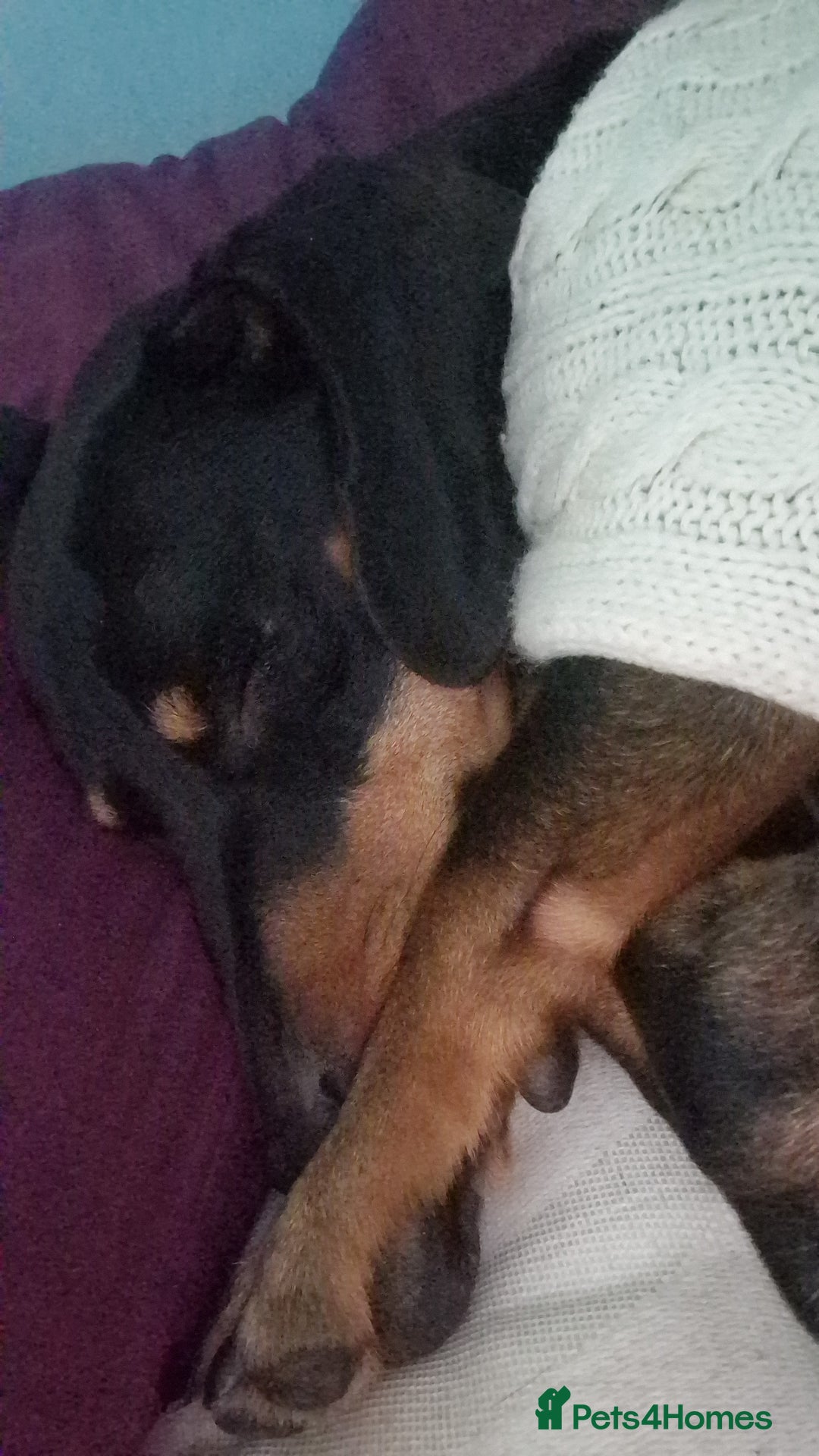 Dachshund dogs for sale: Rolo AJ  - Image 3