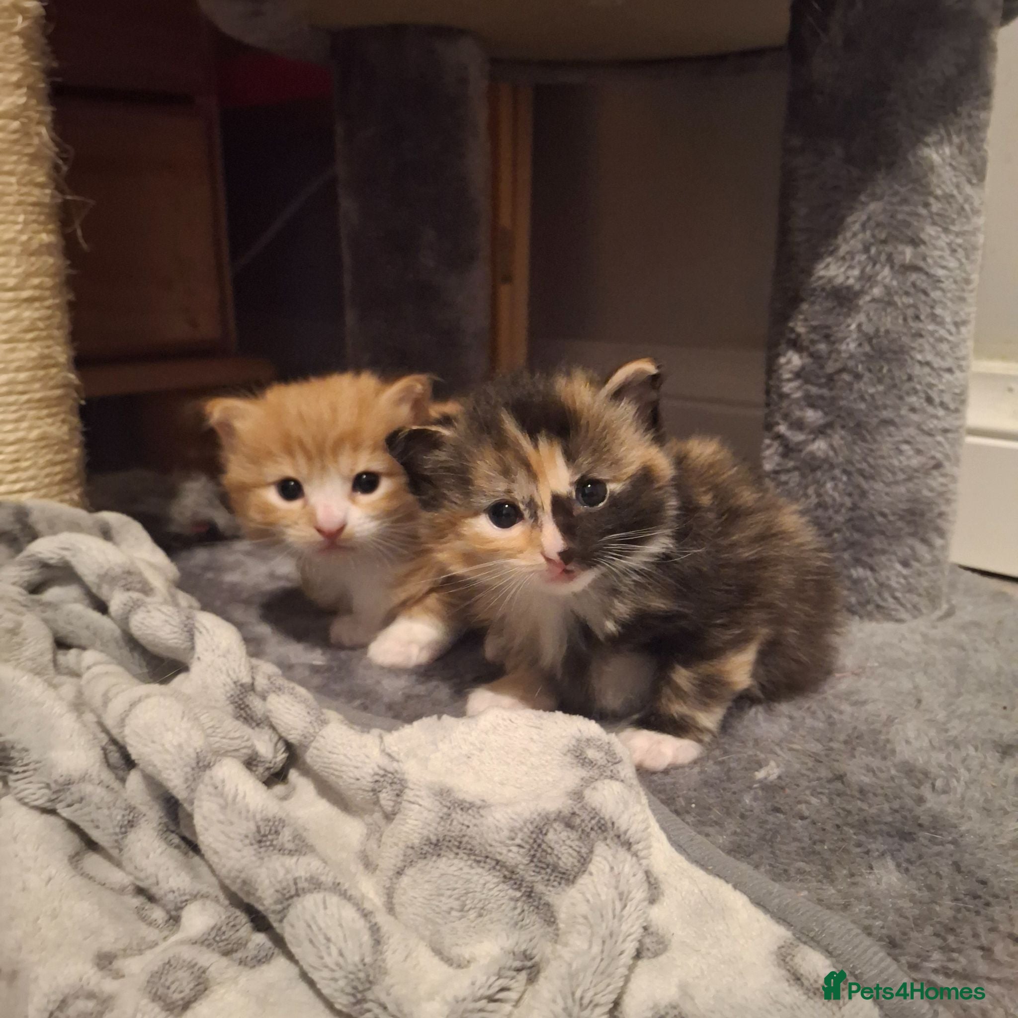 Domestic Shorthair cats 2 kittens: 1 ginger male and 1 tortie girl - Advert 1
