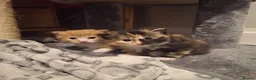 Domestic Shorthair cats for sale: 2 kittens: 1 ginger male and 1 tortie girl - Advert 1