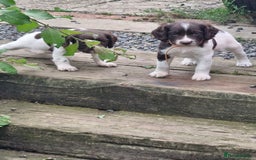 English Springer Spaniel dogs for sale: KC registered English Springer Spaniel - Image 21