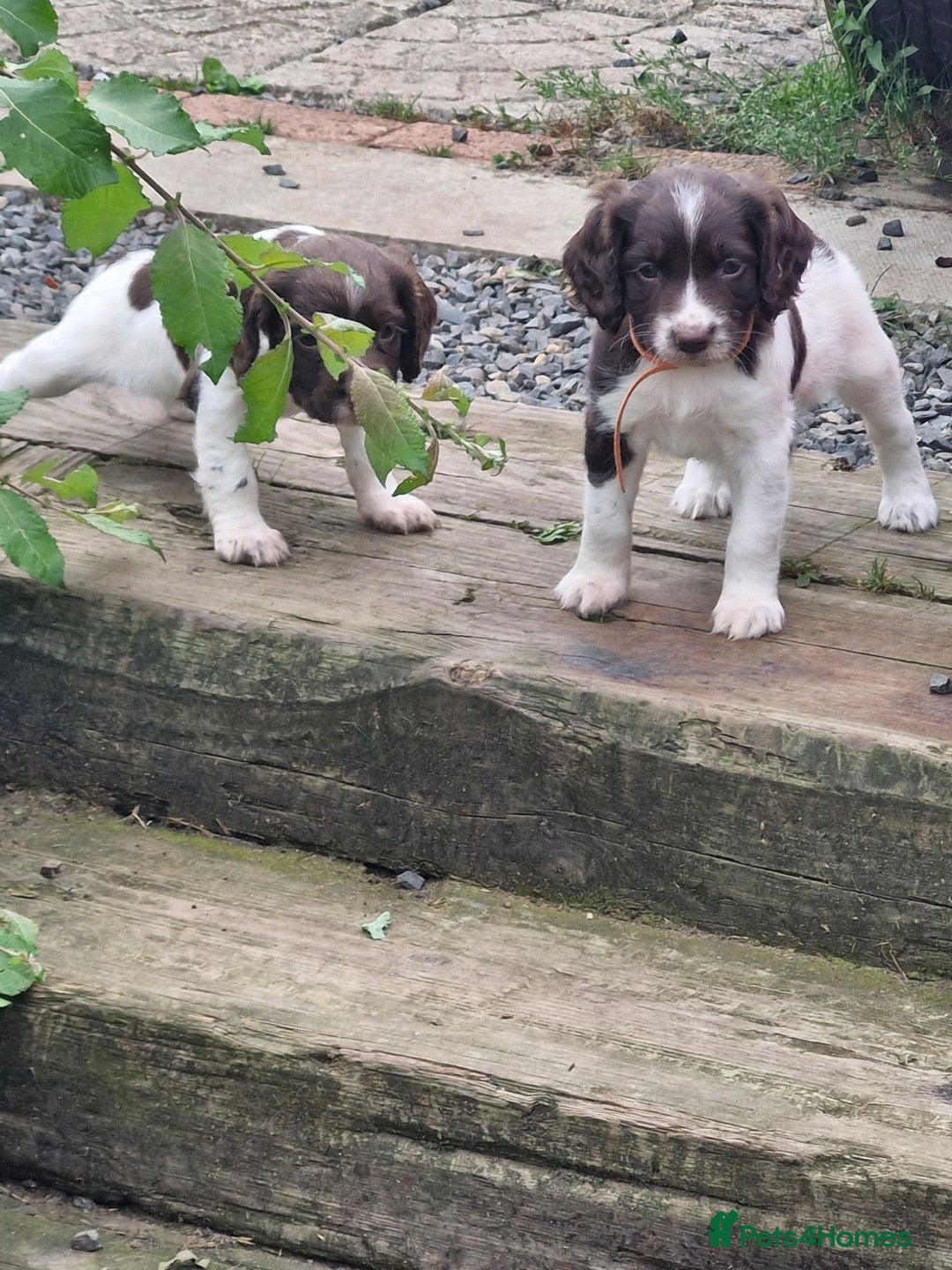 English Springer Spaniel dogs for sale: KC registered English Springer Spaniel - Image 21