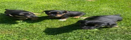 Jack Russell dogs for sale: Female - Advert 6