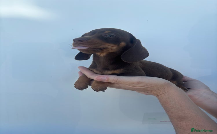 Dachshund dogs - Advert 11