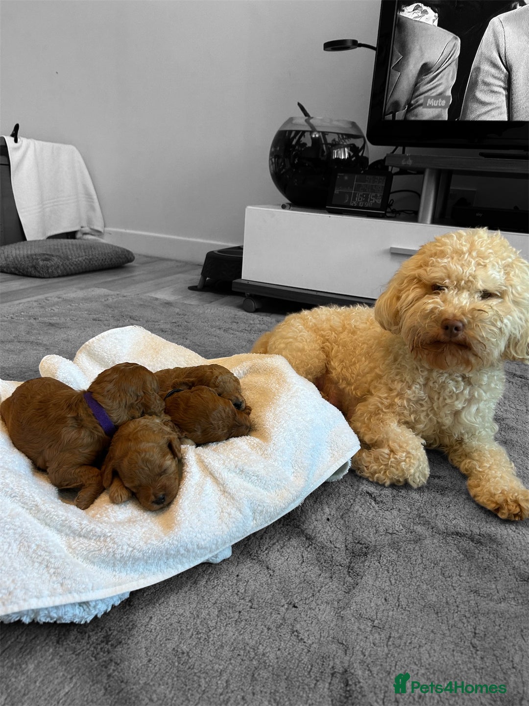 Cockapoo dogs for sale: ⭐️Exceptional litter - Cockapoo F1BB⭐️ - Image 2