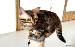 Bengal cats for sale: Brown rosetted male bengal kittens, TICA reg - Image 9