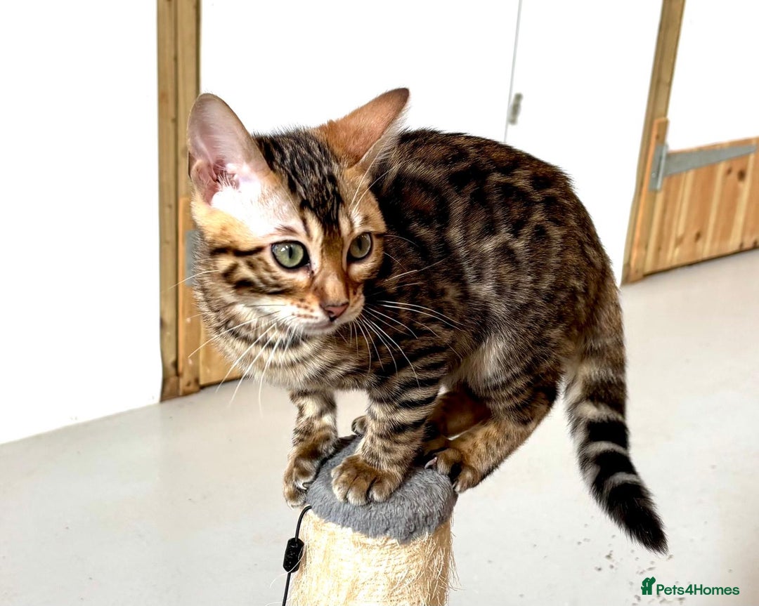 Bengal cats for sale: Brown rosetted male bengal kittens, TICA reg - Image 9
