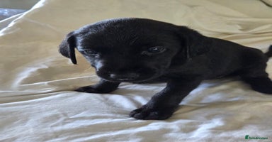 Labrador Retriever dogs - Advert 12