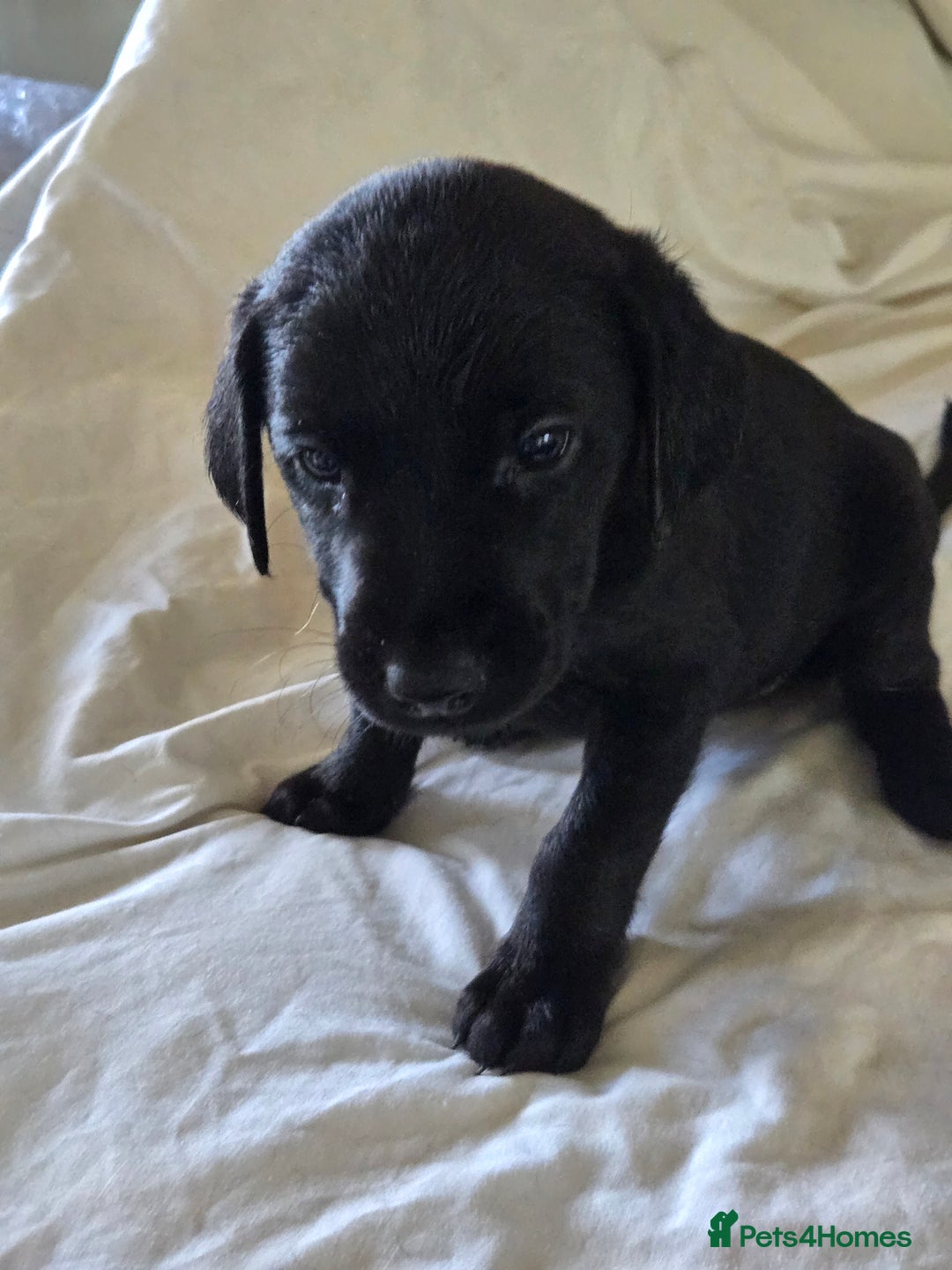 Labrador Retriever dogs for sale: Stunning litter of Fox Red and Black Labradors - Image 3