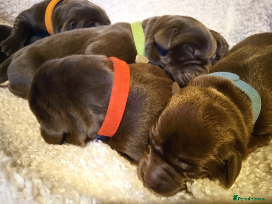 Labrador Retriever dogs for sale: KC CHOCOLATE LABRADORS PUPPIES, H TESTED PARENTS  - Advert 23